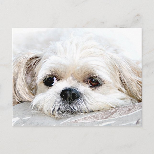 Coup manqué de Shih Tzu vous carte postale (Devant)