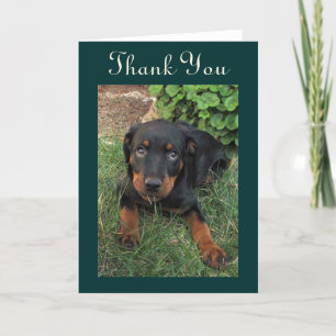 Coupable Rottweiler Carte de remerciements