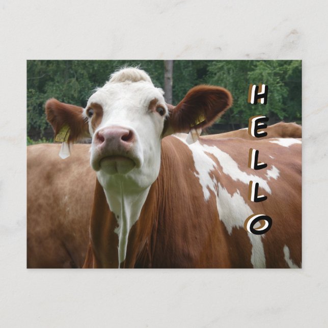 Coupe De Vache Mignonne. Bonjour carte postale (Devant)
