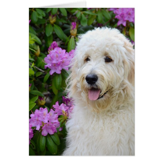 Coupe Goldendoodle (Devant)