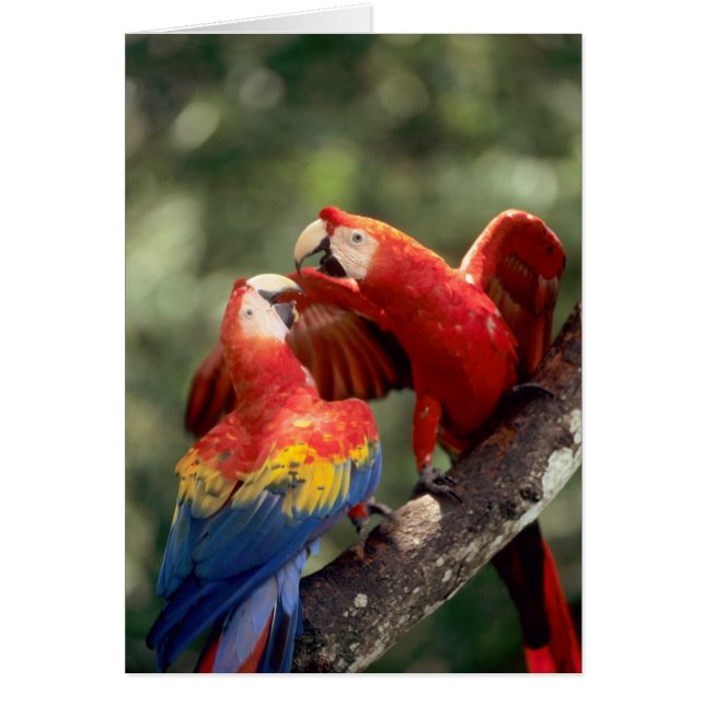 Couple d'Ara rouge (Devant)