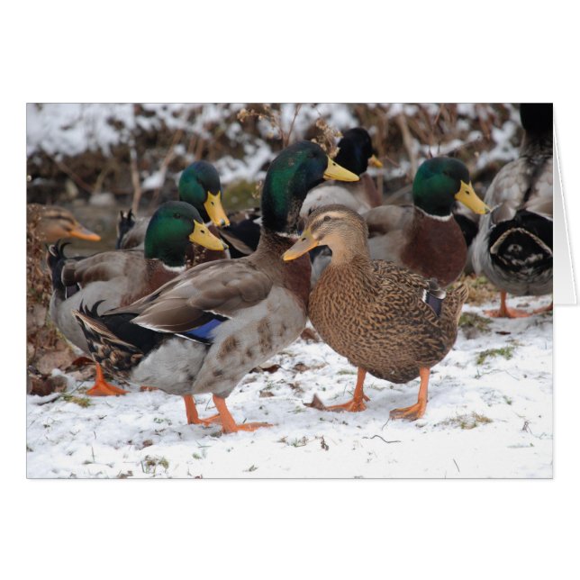 couple de canards (Devant Horizontal)