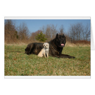 Couple de chien mignon