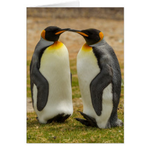Couple de manchots royaux, Falklands
