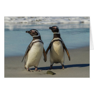 Couple de manchots sur la plage