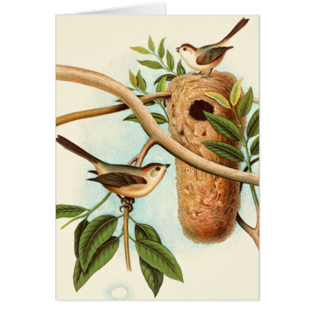 Couple d'oiseaux sur un nid perché sur une branche (Devant)