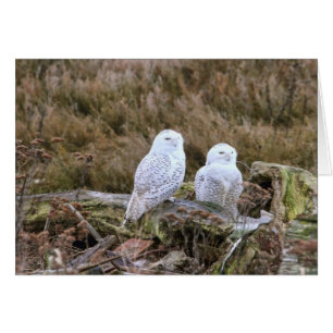 Couples de hibou de Milou