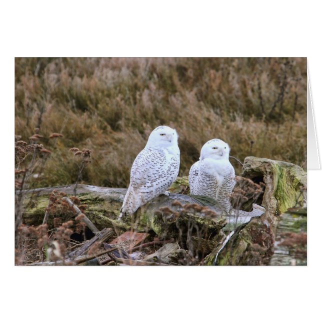 Couples de hibou de Milou (Devant horizontal)