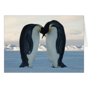 Cour de pingouin d'empereur