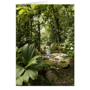 courant dans la forêt tropicale, Dominique