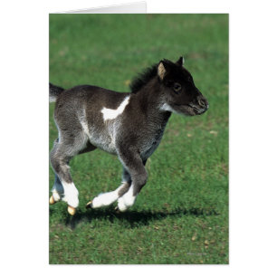 Courant de poulain miniature