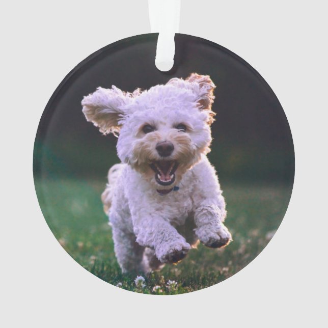 Courir un chien blanc de caniche mignon chien (dos)