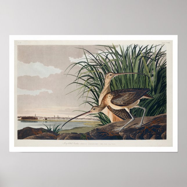 Courlis à long bec par Audubon Poster (Devant)