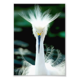 Couronne de plumes Impression photo