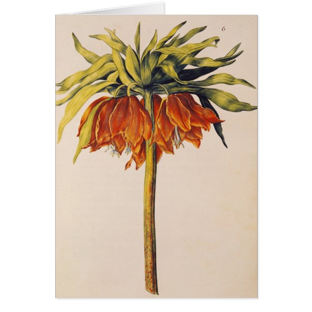 Couronnez la fritillaire, de 'La Guirlande de (Devant)