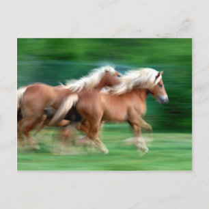 Course Palomino Horses Carte postale