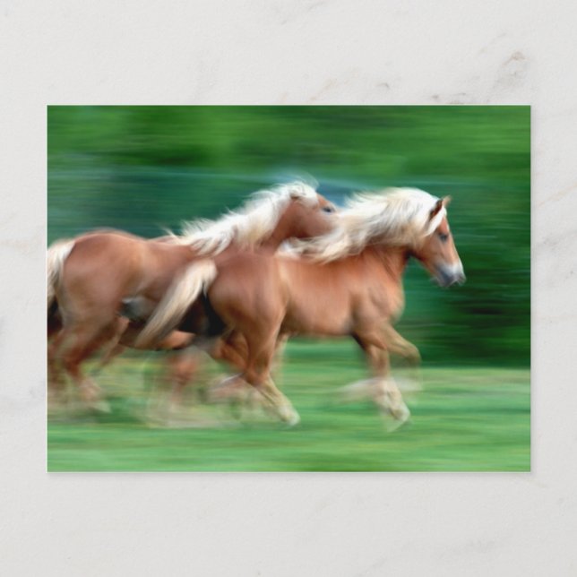 Course Palomino Horses Carte postale (Devant)