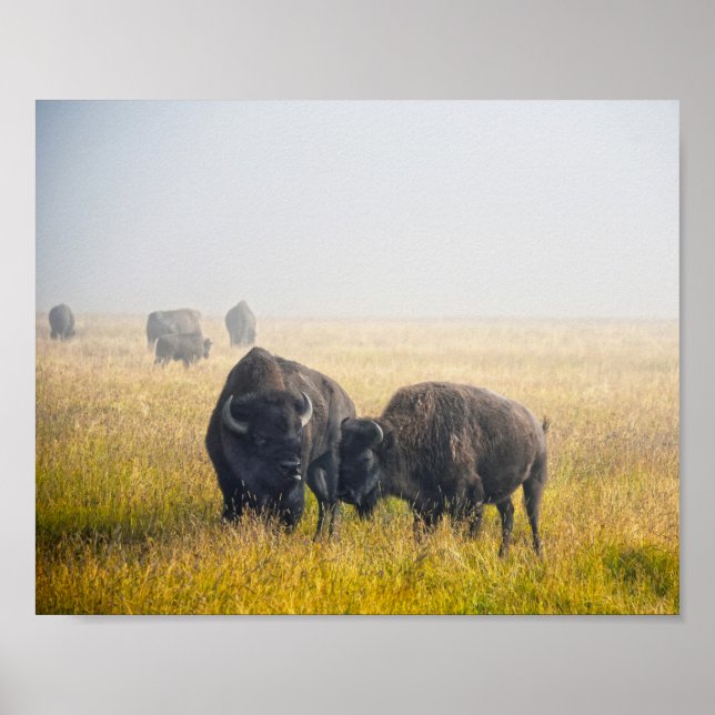 Courting Bison in Yellowstone Poster (Vorne)