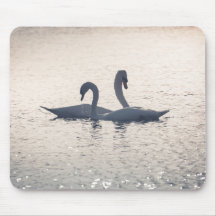 Courting Swans Nature Foto
