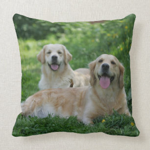 Coussin 2 chiens d'arrêt d'or s'étendant dans l'herbe