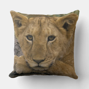 Coussin Afrique, Kenya. Portrait d'un lion.