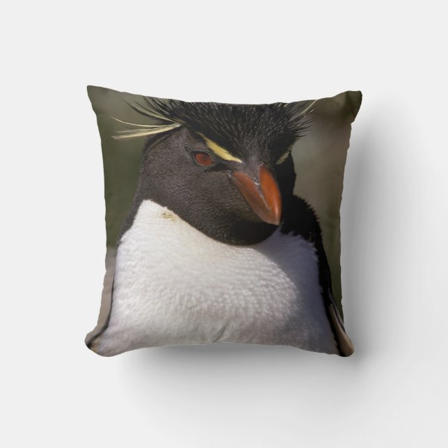 Coussin Antarctique, îles sub-antarctiques, Sud 5 (Recto)