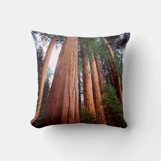 Coussin arbres séquoias géants à feuilles rouges (Recto)