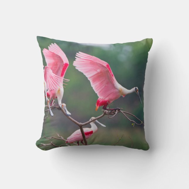 Coussin Atterrissage des spatules de rose (Ajaia Ajaja) (Recto)
