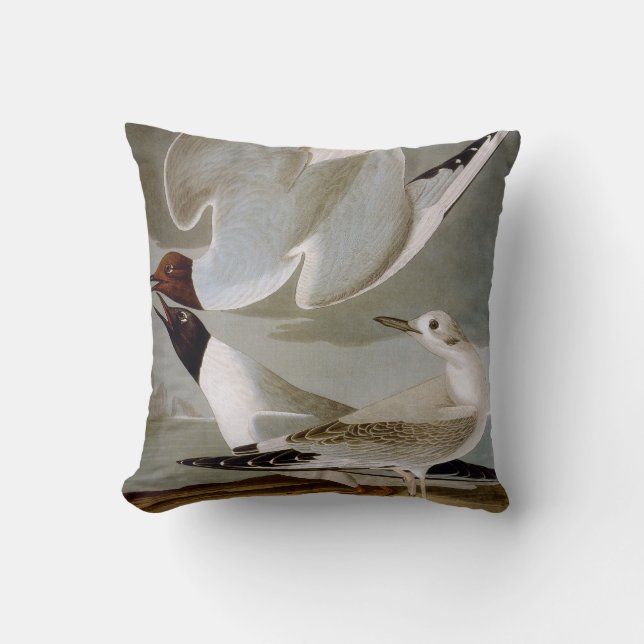 Coussin Audubon : La mouette de Bonaparte (Recto)