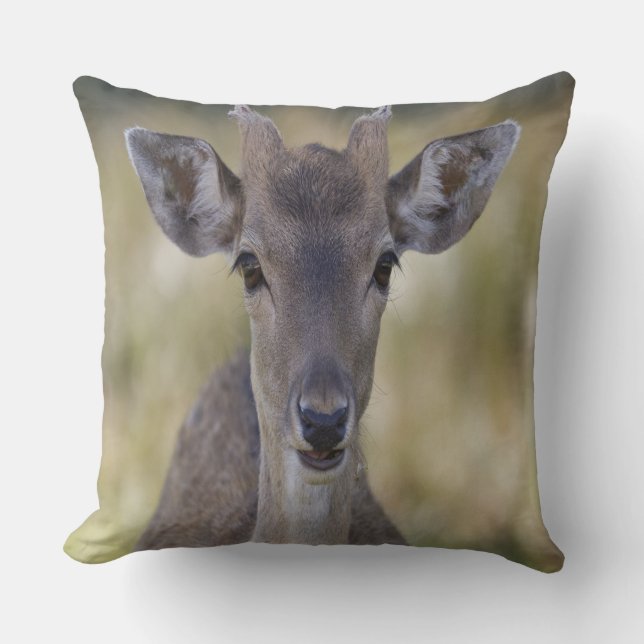 Coussin Baby Fawn Buck (Recto)