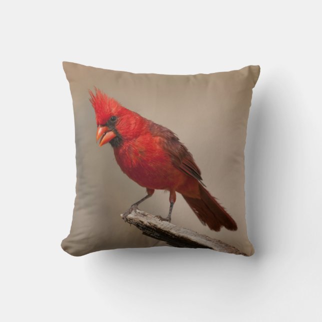Coussin Beau Cardinal (Recto)