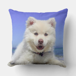 Coussin Beau chien Samoyède