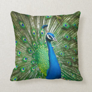 Coussin beau paon mâle