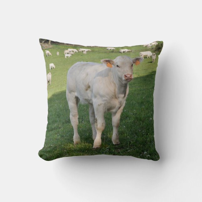 Coussin blanc de photo de veau du charolais (Recto)