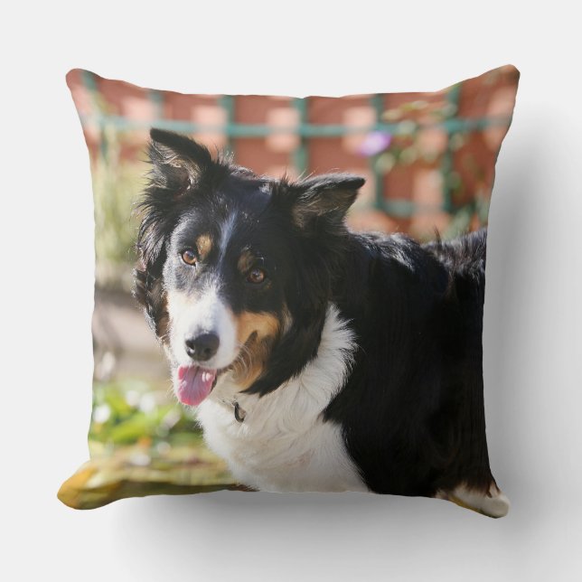 Coussin Border collie haletant 1 (Recto)