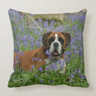 Coussin Boxeur s'étendant dans les jacinthes des bois