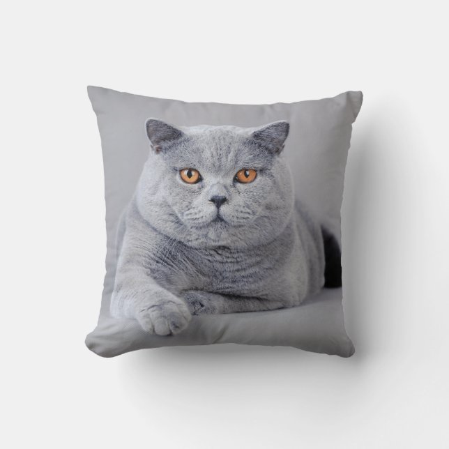 Coussin British shorthair (Recto)