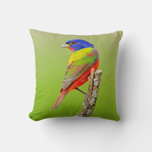Coussin Bruant à tête rouge (Passerina ciris) Mâle perché
