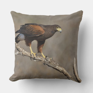 Coussin Buse de Harris rapace perché