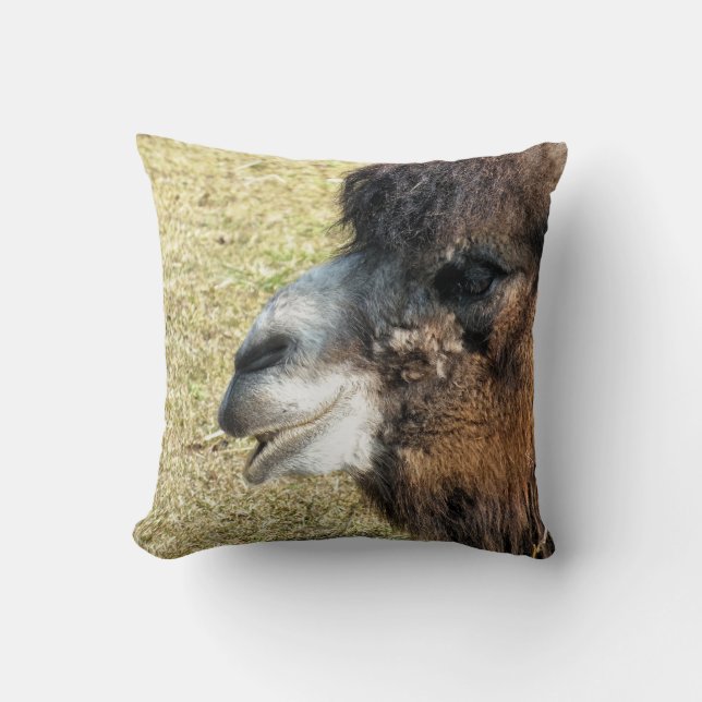 COUSSIN CAMELS (Recto)