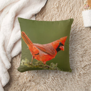Coussin Cardinal masculin sur le membre
