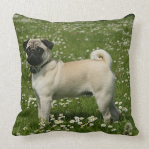 Coussin Carlin jouant en fleurs