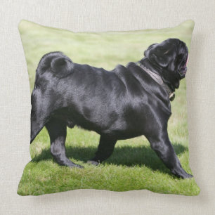 Coussin Carlin noir haletant tout en marchant