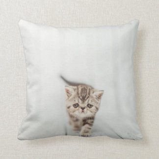 Coussin Carreau exotique persan mignon triste de chat de