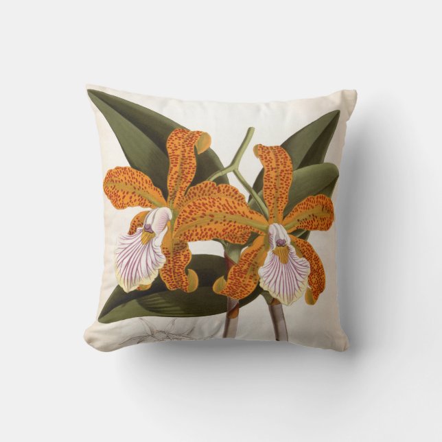 Coussin Cattleya Velutina Vintage Lindenia Orchid (Recto)