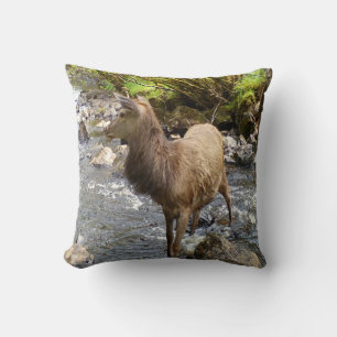 Coussin Cerf élégant et jeune des Highlands au repos