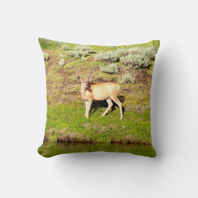 Coussin Cerfs communs gentils de mâle en photo de velours (Recto)