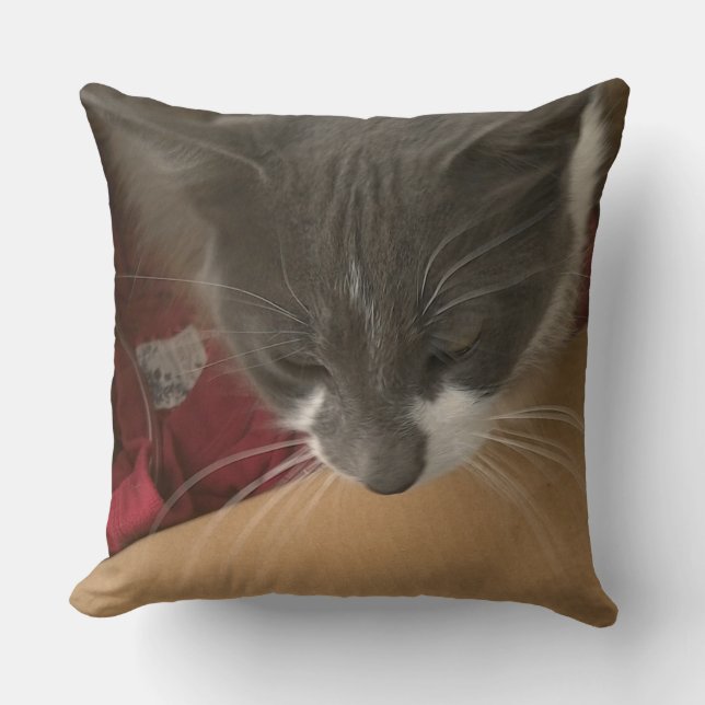 Coussin Chat dans la boîte (Recto)
