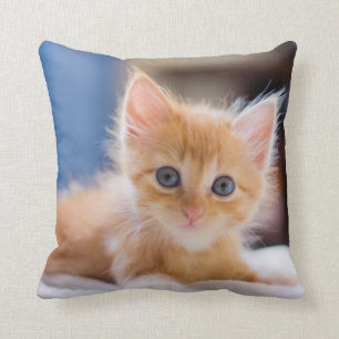 Coussin Chat mignon avec des yeux bleus