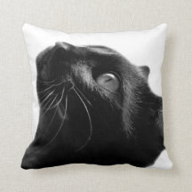 Chat noir et blanc animal de compagnie mignon phot